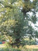 Рис. 1.8.41. Ще один велетень-осокір на північ від ст. м. Славутич (район вул.… Рис. 1.8.41. Ще один велетень-осокір…