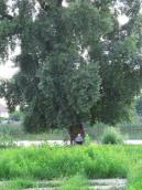 Рис. 1.8.49. Вікові дерева все ще…