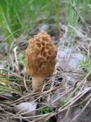 Рис. 1.9.7. Зморшок їстівний – трапляється лише навесні, Труханів острів Рис. 1.9.7. Зморшок їстівний –…