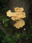 Рис. 1.9.8. Трутовик сірчано-жовтий, північне узбережжя затоки Верблюд Рис. 1.9.8. Трутовик сірчано-жовтий,…