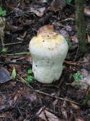 Рис. 1.9.12. Головач мішковидний на ранній стадії їстівний, острів Труханів Рис. 1.9.12. Головач мішковидний на…