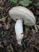 Рис. 1.9.14. Білий чи болотяний підберезник, Труханів острів Рис. 1.9.14. Білий чи болотяний…