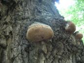 Рис. 1.9.17. Трутовик несправжній дубовий, урочище Західний Бичок Рис. 1.9.17. Трутовик несправжній…