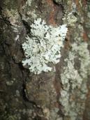 Рис. 1.9.22. Пармелія борозенчаста (Parmelia sulcata), острів Лопуховатий Рис. 1.9.22. Пармелія борозенчаста…