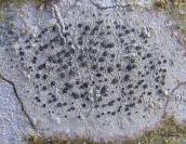 Рис. 1.9.27. Лециделла (Lecidella…