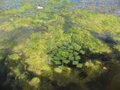 Рис. 1.9.41. Слизьке жабуриння водорості спірогира (Spirogyra), Галерна затока Рис. 1.9.41. Слизьке жабуриння…