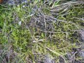 Moss, Brachythecium