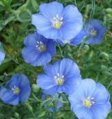 Рис. 2.2.34. Льон – хронологічно перша…