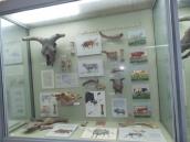 Рис. 2.3.1.7. Велика рогата худоба на наших теренах походить від тура Рис. 2.3.1.7. Велика рогата худоба на…