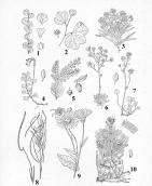 Рис. 6.1.8. Льодовикові (гляціальні) релікти флори Польщі (частина з них… Рис. 6.1.8. Льодовикові (гляціальні)…