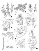 Рис. 6.1.5. Представники пліоценової флори в Західних Карпатах (аналогічна… Рис. 6.1.5. Представники пліоценової…