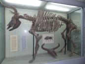 Рис.2.4.1.9. Тур – предок усіх свійських корів, в околицях Києва зник ще… Рис.2.4.1.9. Тур – предок усіх…