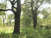 Рис. 2.4.3.4. Заплавні діброви Оболоні до цього часу збереглися в урочищі… Рис. 2.4.3.4. Заплавні діброви Оболоні…