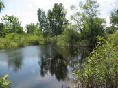 Рис. 2.5.5.12. Протока Бобровня – реліктова дніпровська протока через о.… Рис. 2.5.5.12. Протока Бобровня –…