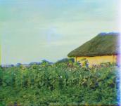 Рис. 2.5.8.63. Соняшники біля сільської хати. Фото 1909 р. Фотограф С.М.… Рис. 2.5.8.63. Соняшники біля…