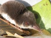 Білозубка звичайна (Crocidura leucodon)