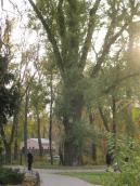 Вікова чорна тополя на Венеціанському острові Вікова чорна тополя на Венеціанському…