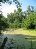 Заплавне урочище Горбачиха. Фото І. Парнікози, 2012 р. Заплавне урочище Горбачиха. Фото І.…