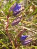 Квітує тирлич звичайний – проектований заказник «Високий Луг». Фото І.… Квітує тирлич звичайний – проектований…