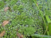 Рис. 4.7.9. Сальвінія плаваюча в урочищі Горбачиха. Фото І. Парнікози, 2012 р. Рис. 4.7.9. Сальвінія плаваюча в…