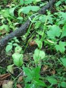 Рис. 4.7.13. Вужачка звичайна в заплавному урочищі Горбачиха у Києві. Фото І.… Рис. 4.7.13. Вужачка звичайна в…