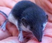 Білозубка звичайна