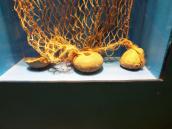 Реконструкція рибальської сітки епохи…