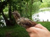 Крутиголовка