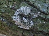 Фісція сива