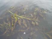 Рдесник блискучий