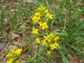 Суріпиця звичайна