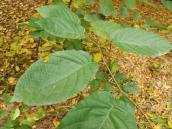 Заносний вид дерева в Західному яру