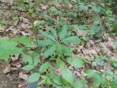 Лілія лісова на території проектованого національного парку… Лілія лісова на території…