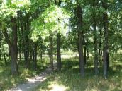 Насадження дуба черещатого в урочищі…