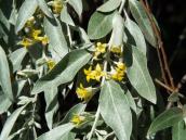 Маслинка вузьколиста