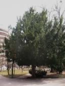 Старе дерево тису ягідного (Taxus…