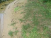 Рис. 1.6.34. Фрагмент алювіальної рослинності, урочище Горбачиха Рис. 1.6.34. Фрагмент алювіальної…