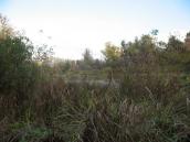 Рис. 1.6.130. Угруповання низинного болота, острів Долобецький. Фото І.… Рис. 1.6.130. Угруповання низинного…