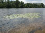 Рис. 1.6.17. Сообщество кубышки желтой, урочище Горбачиха Рис. 1.6.17. Сообщество кубышки…