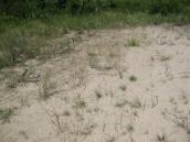 Рис. 1.6.52. Початкова стадія заростання пісків угрупованням келерії сивої,… Рис. 1.6.52. Початкова стадія…