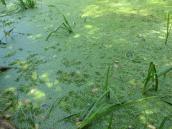 Рис. 1.6.29. Сообщество сальвинни плавающей и ряски малой, урочище Горбачиха Рис. 1.6.29. Сообщество сальвинни…