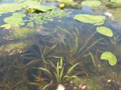 Рис. 1.6.28. Сообщество телореза, урочище Горбачиха Рис. 1.6.28. Сообщество телореза,…