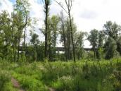 Рис. 1.6.137. Фрагмент спонтанного синантропного угруповання рудеральних… Рис. 1.6.137. Фрагмент спонтанного…