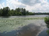 Рис. 1.6.18. Сообщество водяного ореха плавающего, урочище Горбачиха Рис. 1.6.18. Сообщество водяного ореха…