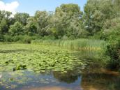 Рис. 1.6.142. Просторовий розподіл рослинності по узбережжю урочища Горбачиха:… Рис. 1.6.142. Просторовий розподіл…