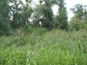 Рис. 1.6.40. Фрагмент угруповання лепешняку великого, північна частина ур.… Рис. 1.6.40. Фрагмент угруповання…