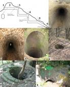 Рис. 2.30. Сортія д, або так звана…