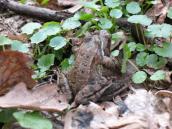 Лягушка травяная (Rana temporaria)