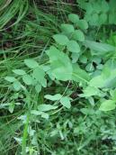 Горошек гороховидний (Vicia pisiformis)