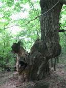 Riun of 600-old oak, 2012 (Photo Parnikoza I.) Riun of 600-old oak, 2012 (Photo…